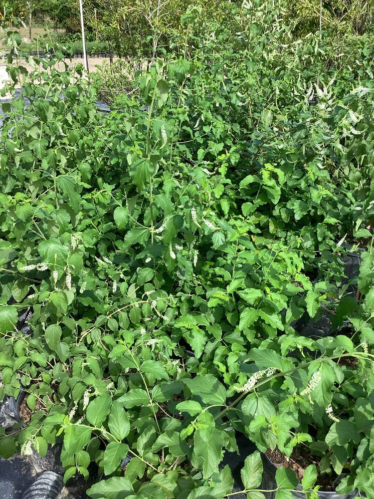 aloysia-virgata-sweet-almond-verbena-incense-bush-sweet-almond-bush