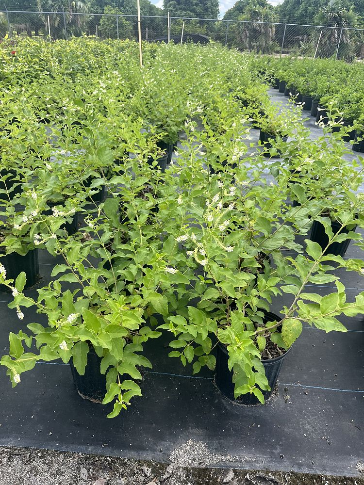 aloysia-virgata-sweet-almond-verbena-incense-bush-sweet-almond-bush