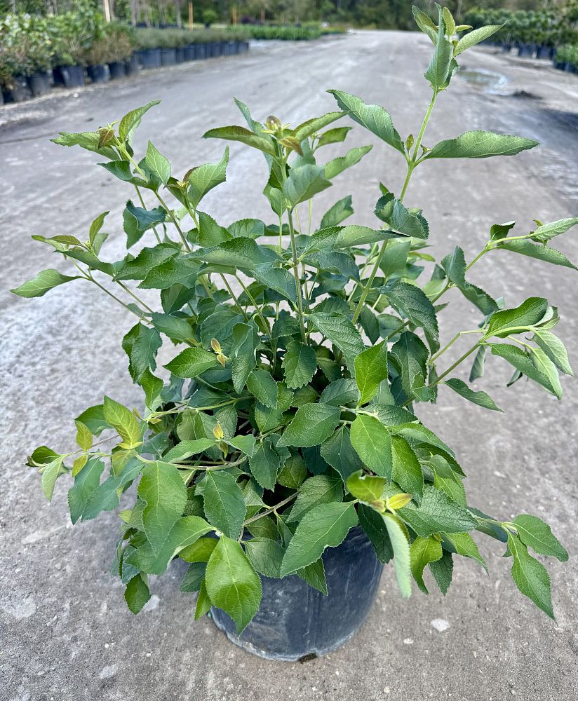 aloysia-virgata-sweet-almond-verbena-incense-bush-sweet-almond-bush