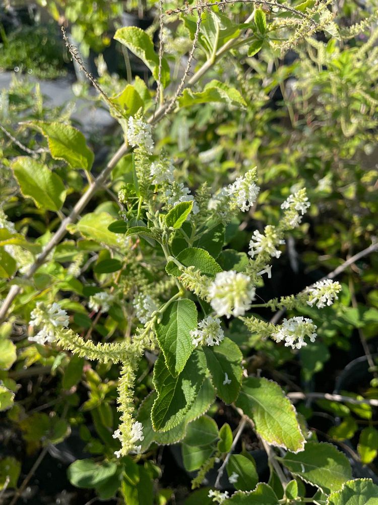 aloysia-virgata-sweet-almond-verbena-incense-bush-sweet-almond-bush