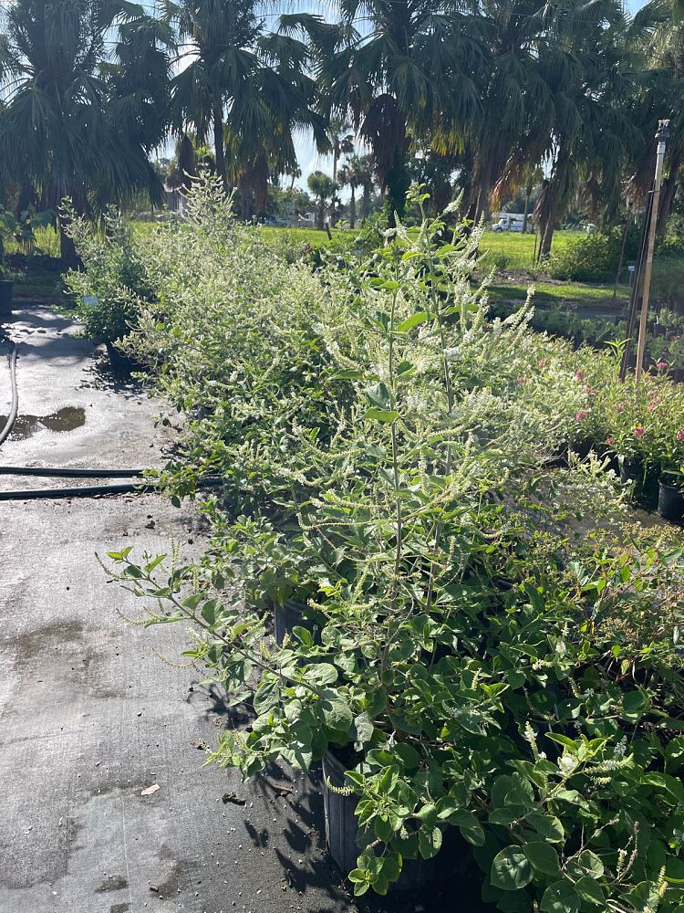 aloysia-virgata-sweet-almond-verbena-incense-bush-sweet-almond-bush