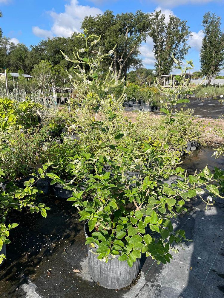 aloysia-virgata-sweet-almond-verbena-incense-bush-sweet-almond-bush