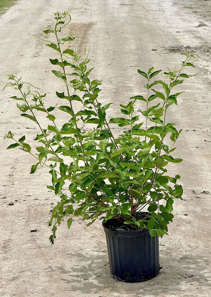 aloysia-virgata-sweet-almond-verbena-incense-bush-sweet-almond-bush