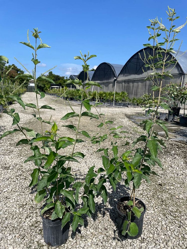 aloysia-virgata-sweet-almond-verbena-incense-bush-sweet-almond-bush