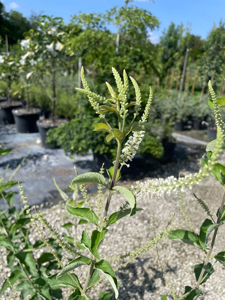 aloysia-virgata-sweet-almond-verbena-incense-bush-sweet-almond-bush