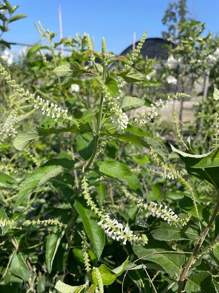 aloysia-virgata-sweet-almond-verbena-incense-bush-sweet-almond-bush