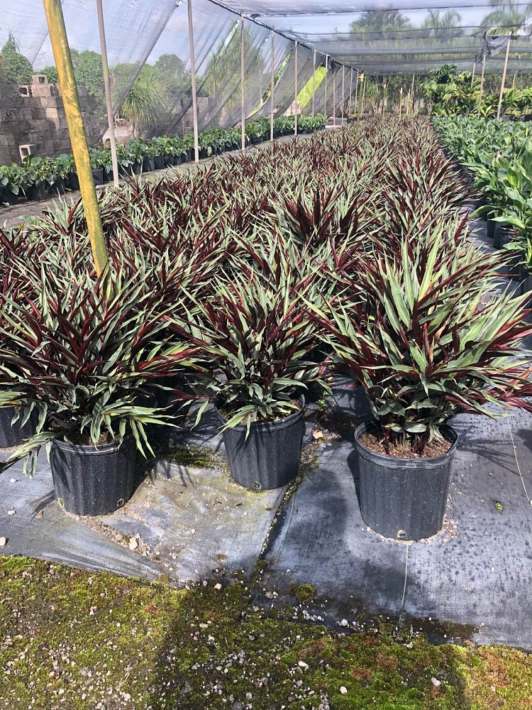 J&K Plant Distributors