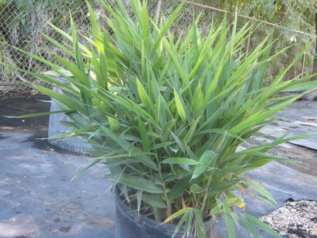 alpinia-calcarata-erect-shell-ginger-snap-ginger