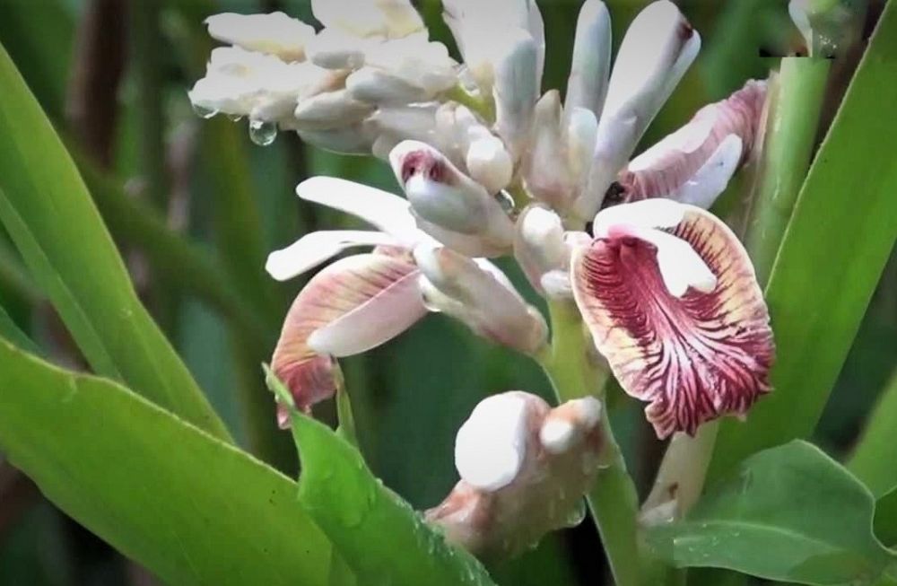 alpinia-calcarata-erect-shell-ginger-snap-ginger