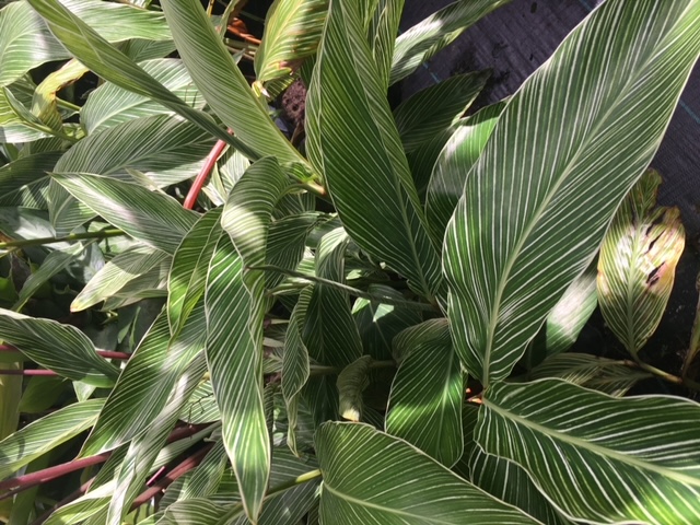 alpinia-formosana-pinstripe-ginger