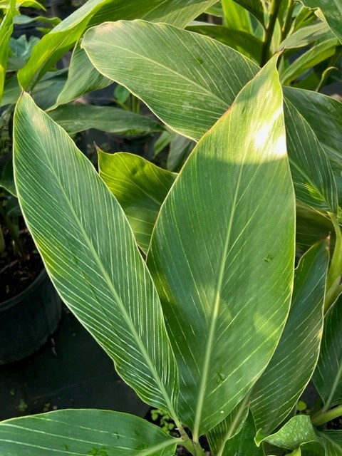 alpinia-formosana-pinstripe-ginger