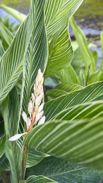 alpinia-formosana-pinstripe-ginger