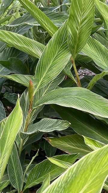 alpinia-formosana-pinstripe-ginger