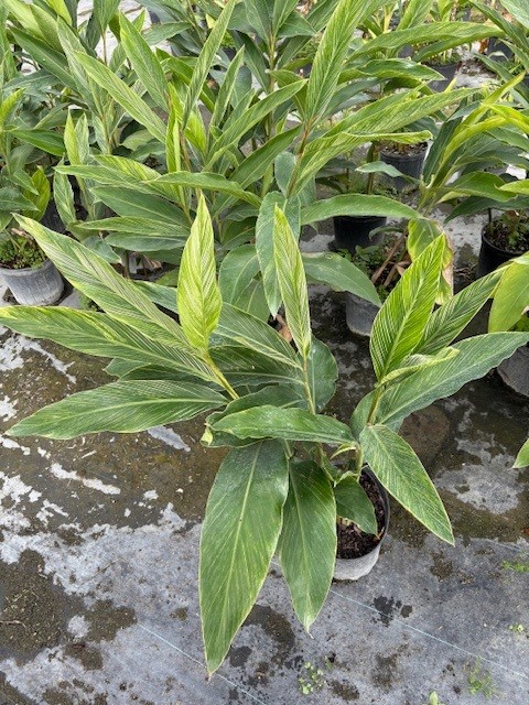 alpinia-formosana-pinstripe-ginger