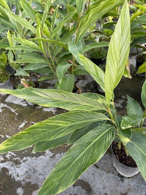 alpinia-formosana-pinstripe-ginger
