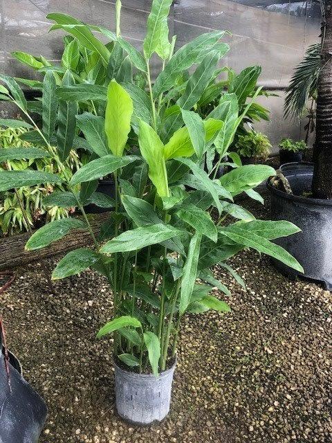 alpinia-galanga-edible-ginger-spice-edible