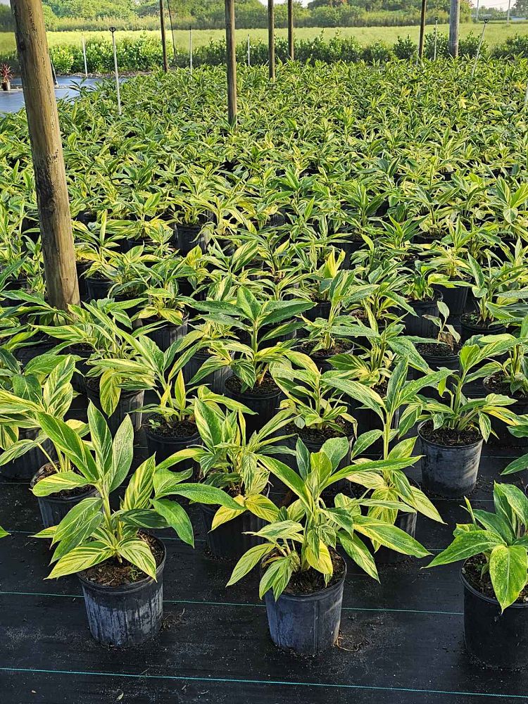 alpinia-ginger
