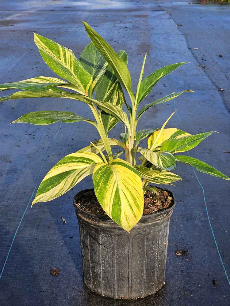 alpinia-ginger