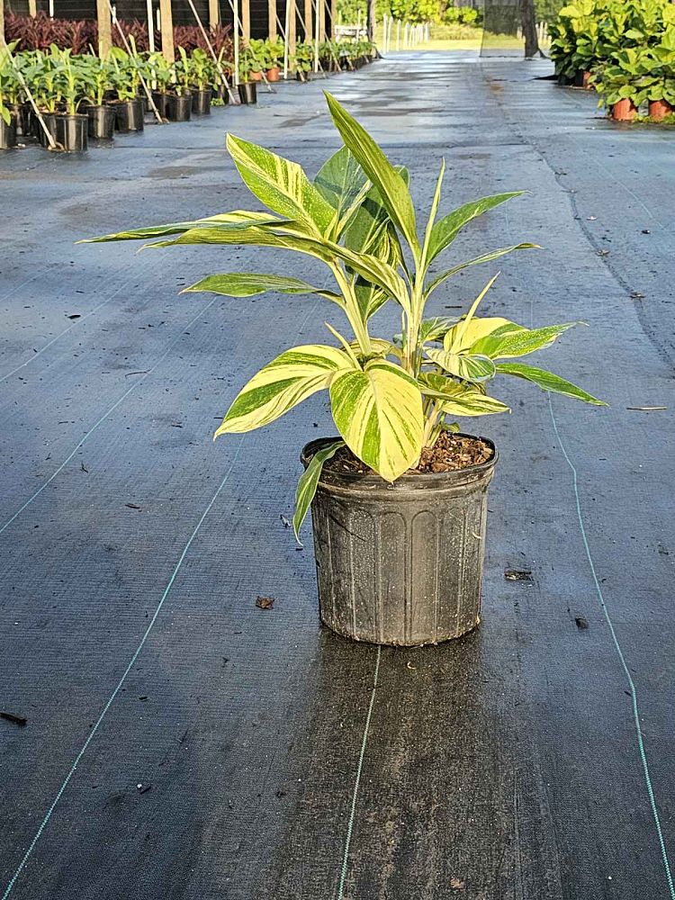 alpinia-ginger