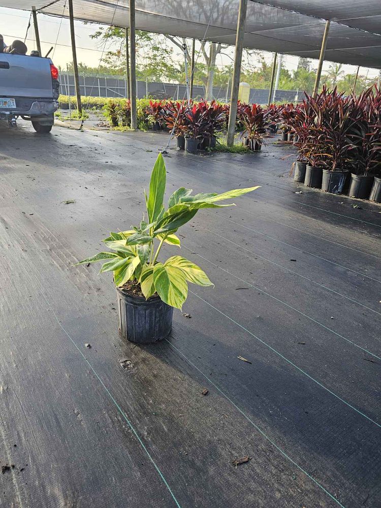 alpinia-ginger