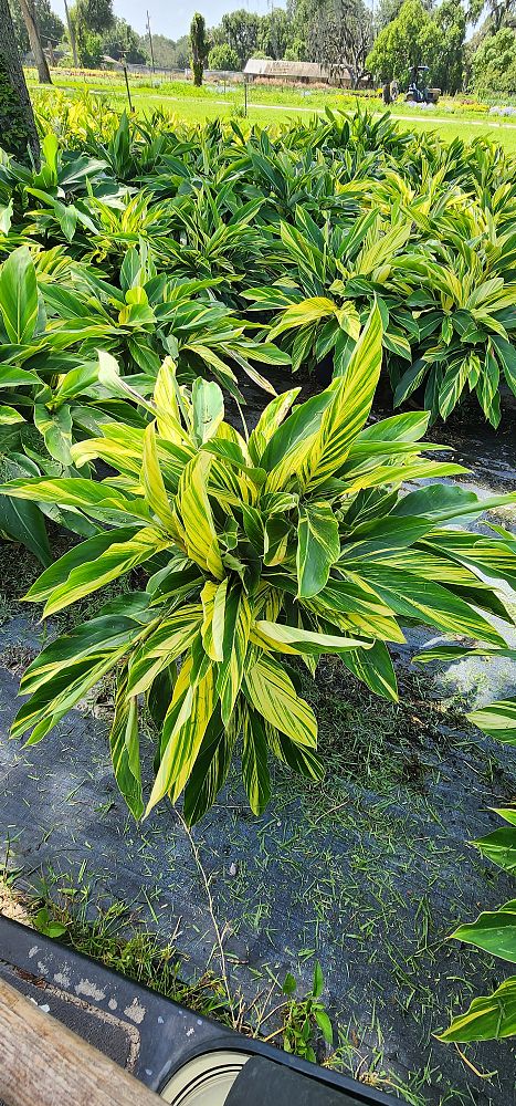 alpinia-ginger