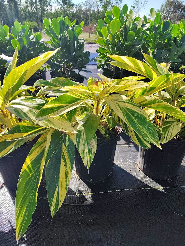 alpinia-ginger