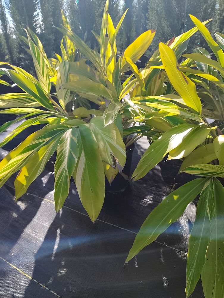 alpinia-ginger