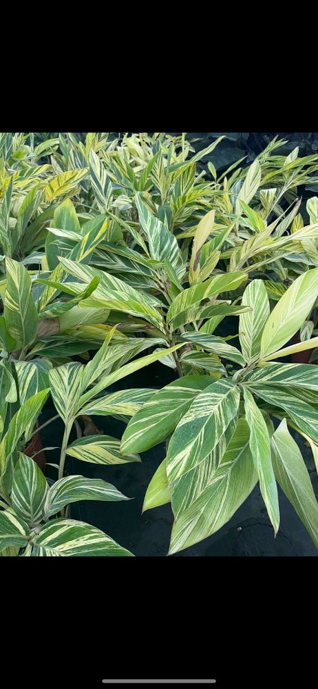 alpinia-ginger