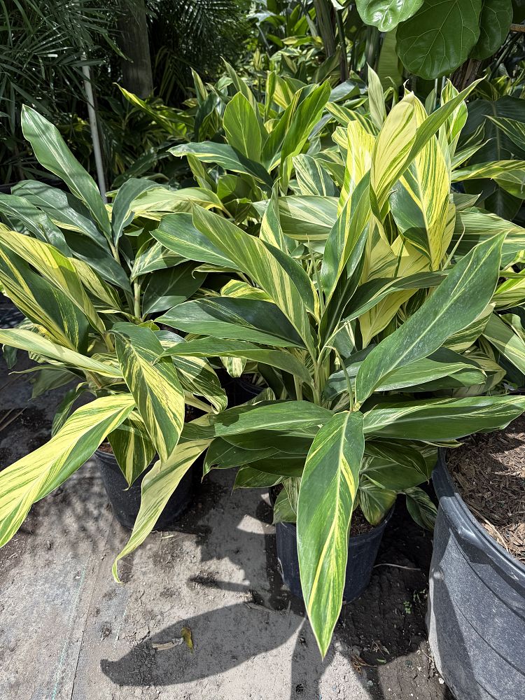 alpinia-ginger