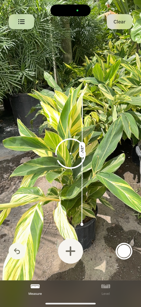 alpinia-ginger