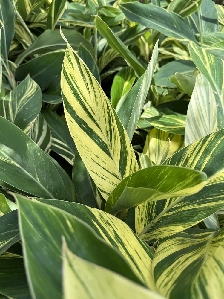 alpinia-ginger