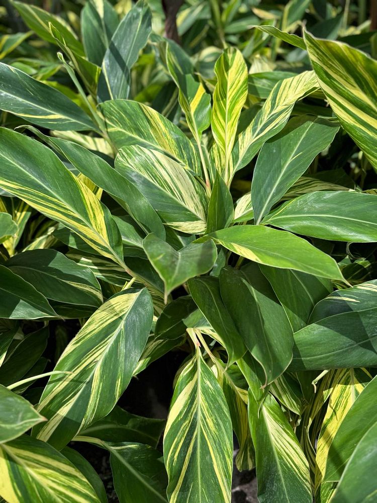 alpinia-ginger