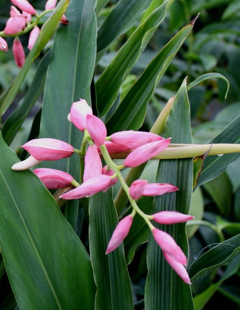 alpinia-henryi-pink-perfection