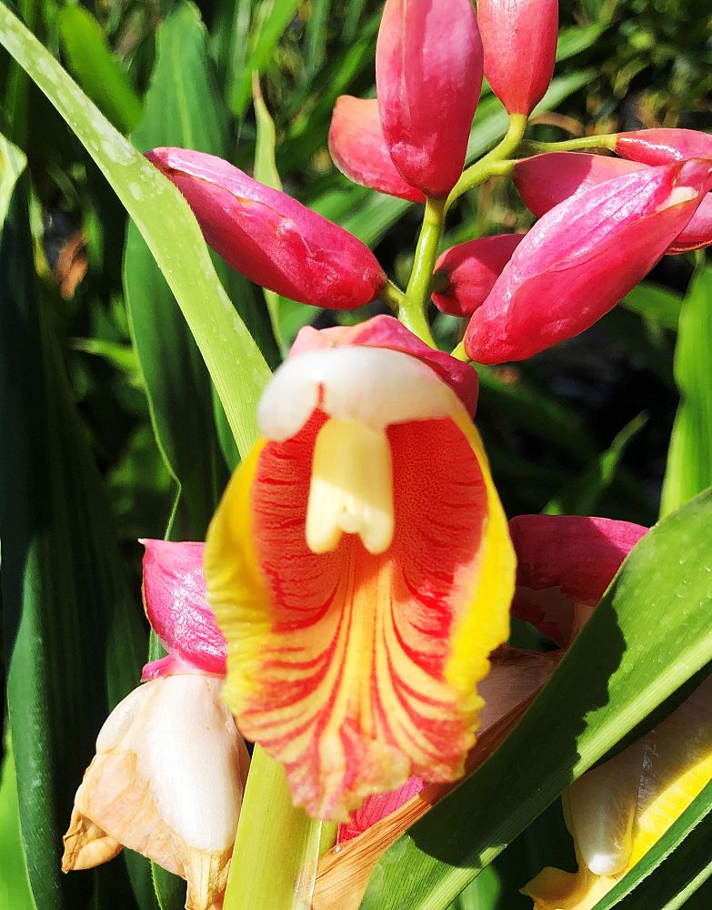 alpinia-henryi-pink-perfection
