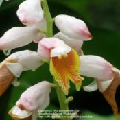 alpinia-katsumadai-erect-shell-ginger-alpinia-nutans