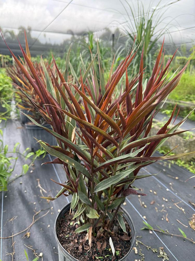alpinia-luteocarpa-alpinia-aureocarpa-red-back-ginger-red-bamboo-ginger