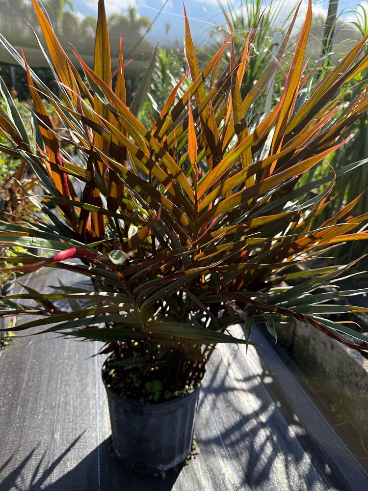 alpinia-luteocarpa-alpinia-aureocarpa-red-back-ginger-red-bamboo-ginger