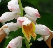 alpinia-nutans-upright-shell-ginger