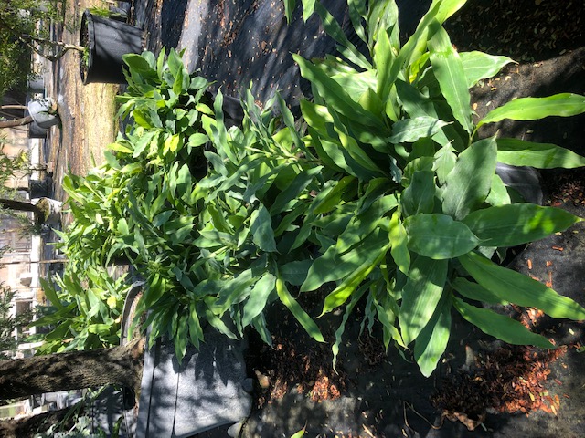 alpinia-nutans-upright-shell-ginger
