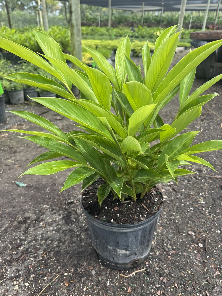 alpinia-purpurata-dwarf-red-ginger