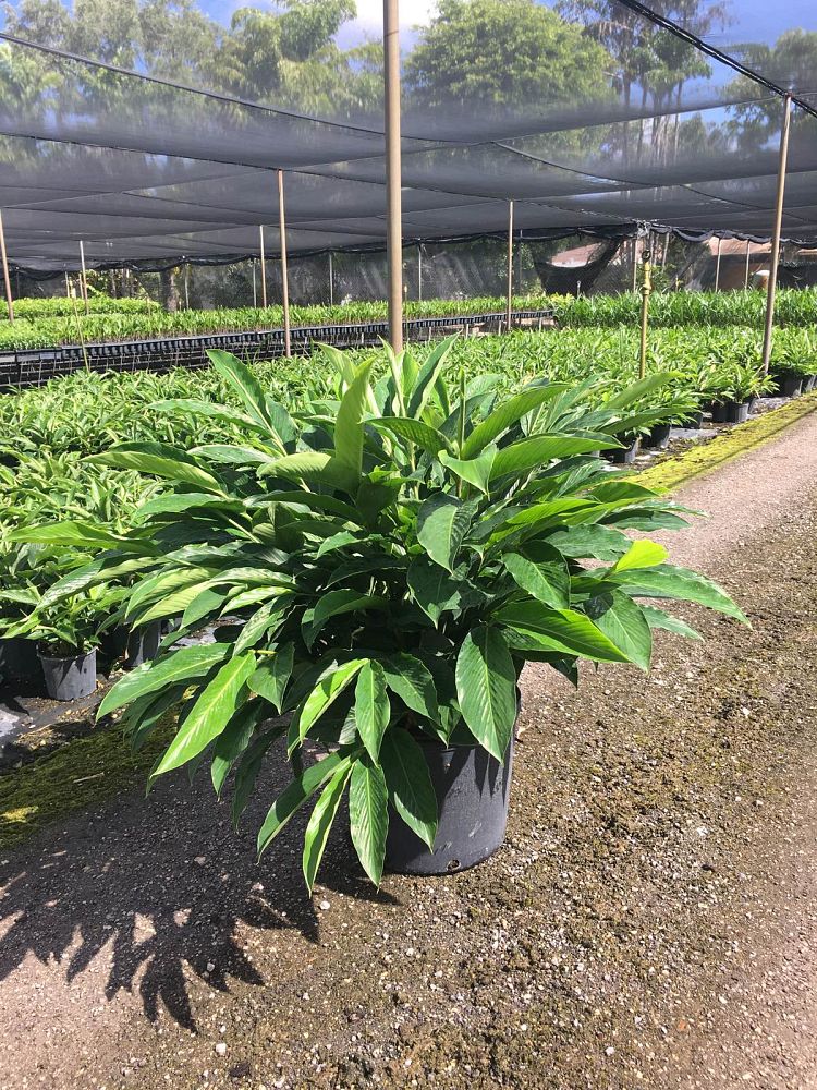 J&K Plant Distributors