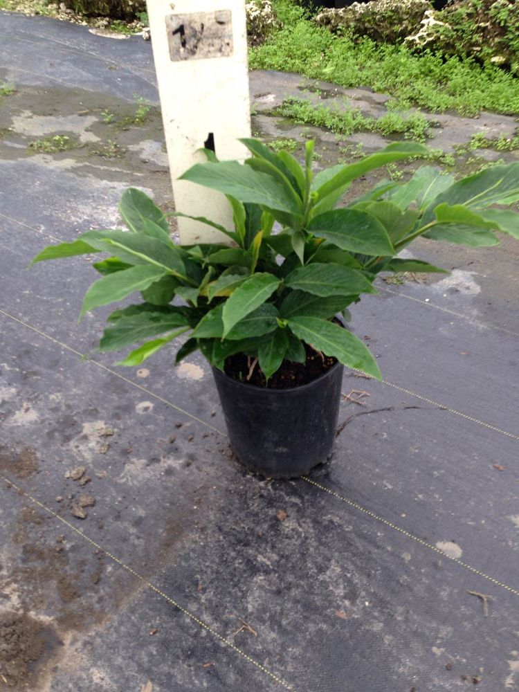 alpinia-purpurata-pink-ginger