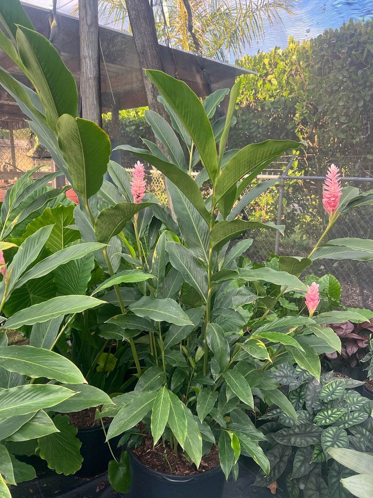 alpinia-purpurata-pink-ginger