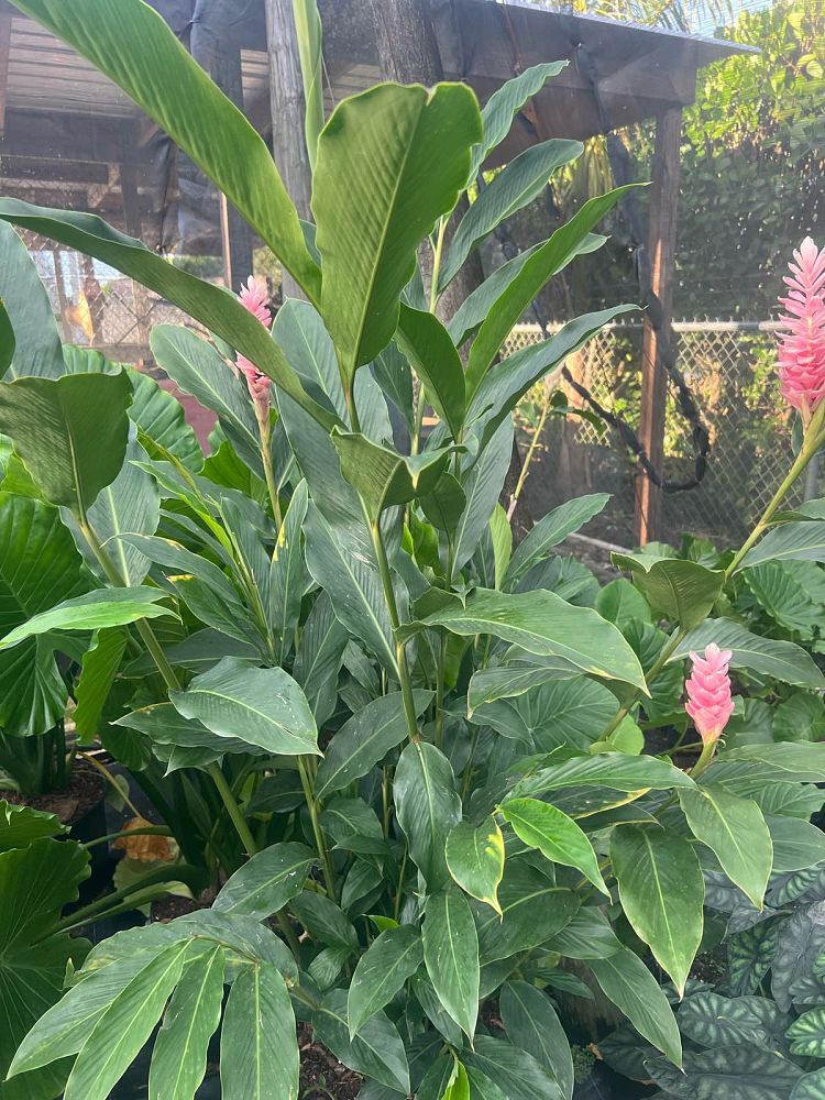alpinia-purpurata-pink-ginger