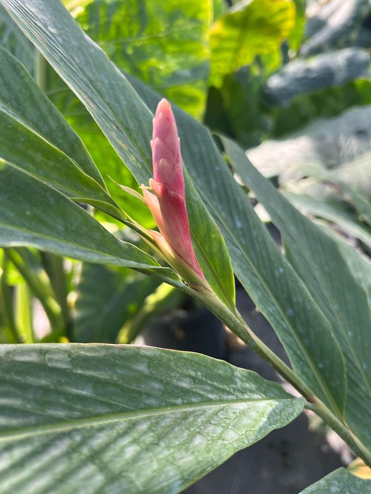 alpinia-purpurata-pink-ginger