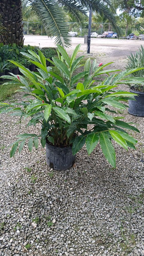 alpinia-purpurata-pink-ginger