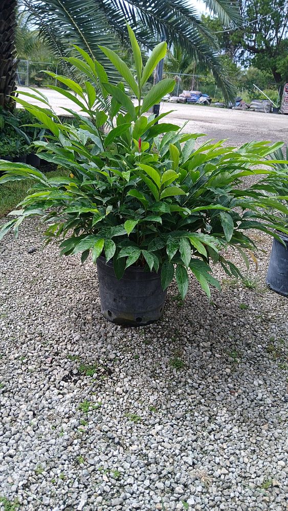alpinia-purpurata-pink-ginger