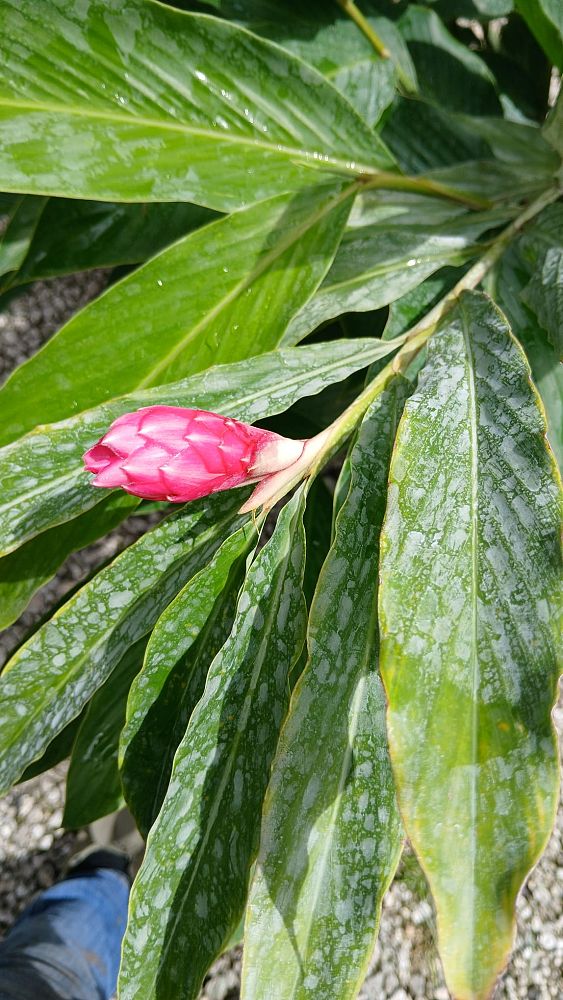 alpinia-purpurata-pink-ginger