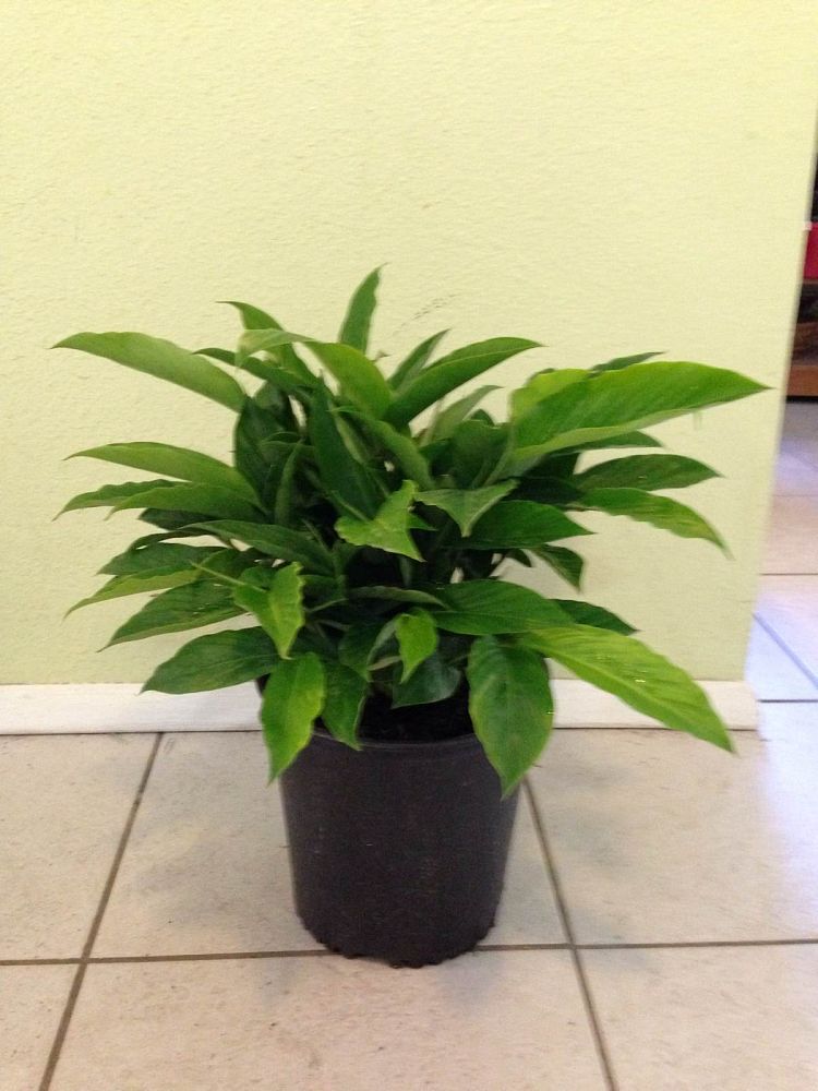 alpinia-purpurata-red-ginger