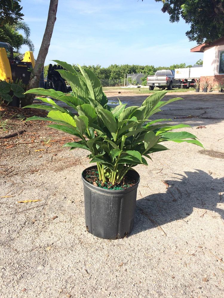 alpinia-purpurata-red-ginger